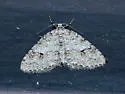 Brown-shaded Carpet - Hodges#7428 - photo 4