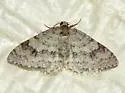 Brown-shaded Carpet - Hodges#7428 - photo 5