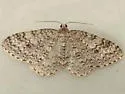 Pearsall's Carpet Moth - Hodges#7429 - Venusia pearsalli