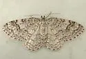 Pearsall's Carpet Moth - Hodges#7429 - photo 2