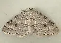 Pearsall's Carpet Moth - Hodges#7429 - photo 3