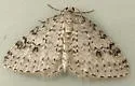 Pearsall's Carpet Moth - Hodges#7429 - photo 4