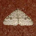 Pearsall's Carpet Moth - Hodges#7429 - photo 5