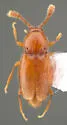 Veraphis capitata - Veraphis capitata