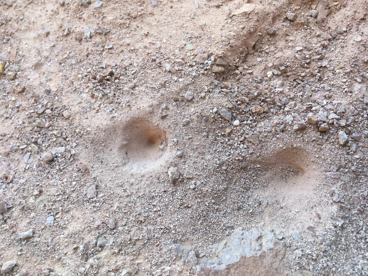 Sierra Wormlion