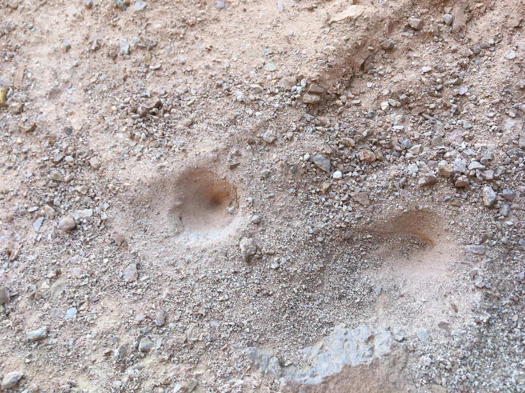 Sierra Wormlion - photo 2