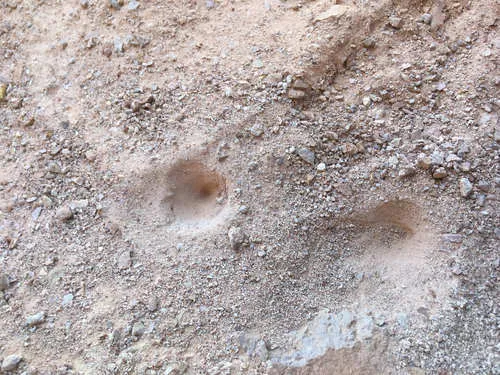 Sierra Wormlion - photo 3