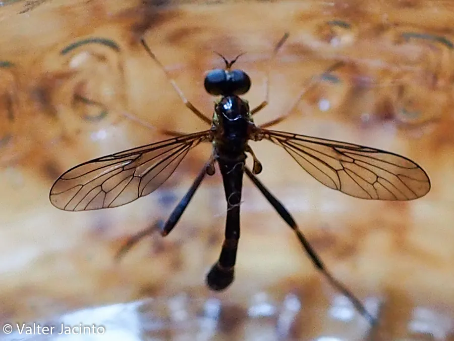 Vermileo nigriventris - photo 2