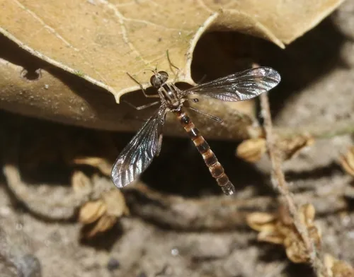 Vermileo opacus