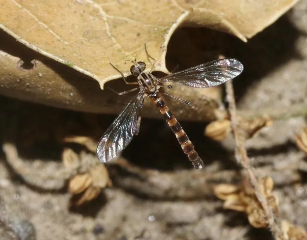 Vermileo opacus - photo 2