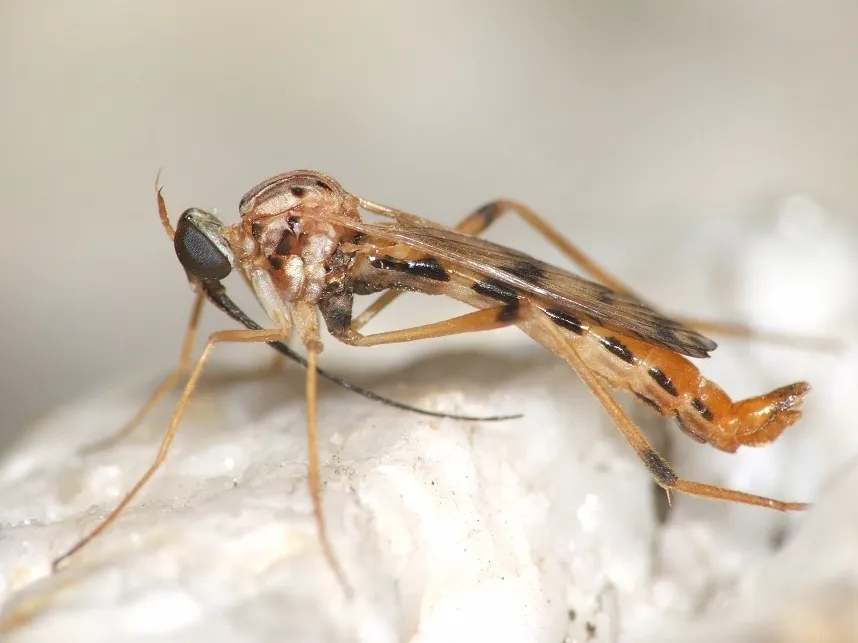 Wormlions - Vermileonidae