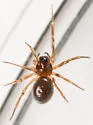 Vermontia thoracica