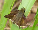 Little Glassywing - Hodges#4048