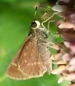Little Glassywing - Hodges#4048 - photo 2
