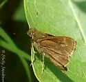 Little Glassywing - Hodges#4048 - photo 3