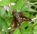 Little Glassywing - Hodges#4048 - photo 4