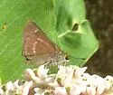 Little Glassywing - Hodges#4048 - photo 5