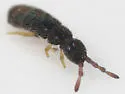 Vertagopus arboreus - Vertagopus arboreus