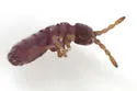 Vertagopus arboreus - photo 2
