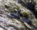 Vertagopus arboreus - photo 3