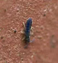 Vertagopus arboreus - photo 4