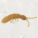 Vertagopus pseudocinereus - photo 2