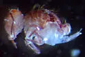 Vesicephalus crossleyi - photo 2