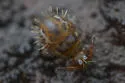 Vesicephalus occidentalis