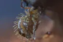 Vesicephalus occidentalis - photo 2