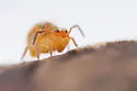 Vesicephalus occidentalis - photo 3