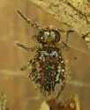 Vesicephalus occidentalis - photo 4