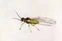 Vesicular Azalea-Sedge Aphid