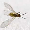 Vesicular Azalea-Sedge Aphid - photo 2