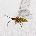 Vesicular Azalea-Sedge Aphid - photo 3