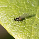 Vesicular Azalea-Sedge Aphid - photo 4