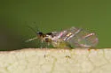 Vesicular Azalea-Sedge Aphid - photo 5