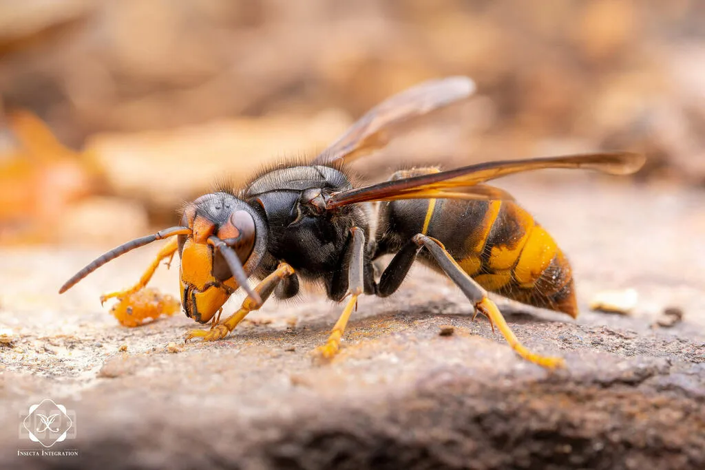 Yellow-legged Hornet - photo 2
