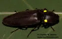 Vesperelater arizonicus - photo 2