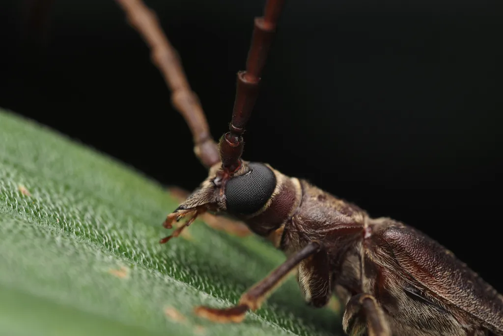Vesperid Beetles - photo 2