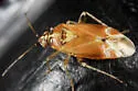 Vesperocoris paddocki