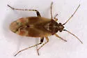 Vesperocoris paddocki - photo 2