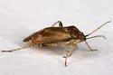 Vesperocoris paddocki - photo 3