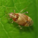 Vesperocoris paddocki - photo 4