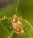 Vesperocoris paddocki - photo 5