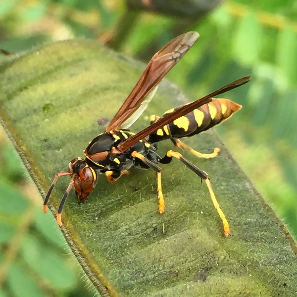 Hornets, Paper Wasps, Potter Wasps, and Allies - photo 3