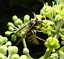 Forest Yellowjacket