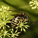 Forest Yellowjacket - photo 2