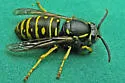 Forest Yellowjacket - photo 3