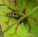 Forest Yellowjacket - photo 4