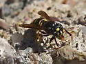 Forest Yellowjacket - photo 5